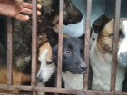 Почти полмиллиона рублей потратят в Волгодонске на отлов безнадзорных животных