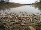 Тысячи судаков погибли при осушении оросительного канала под Волгодонском