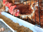 В Цимлянском районе птицефабрика загрязнила землю птичьим пометом и трупами куриц