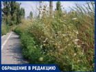 «Это борщевик?»: велодорожку в сторону Шлюзов разобрали неизвестные, а на месте плиток появились подозрительные растения 