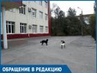 Детям приходится убегать от бездомных собак, - обеспокоенная мама из Волгодонска