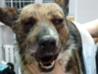 Пьяный мужчина избил до полусмерти собаку в станице Романовской