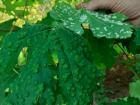 Войлочный зудень или почему появляются вздутия на листьях винограда 