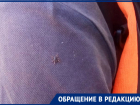 Клещи атаковали сквер «Дубравушка» в Волгодонске 