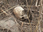 Скелет погибшего мужчины нашли рядом с трассой Ростов - Волгодонск