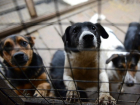 В Волгодонске в очередной раз отложили вопрос о строительстве приюта для безнадзорных животных