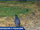 «Птицы еле выживают в такую жару»: сердобольная волгодончанка приносит воду для птиц в Парк Победы