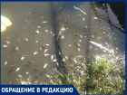 «В пруду на В-25 из-за канализационных стоков погибла рыба»: волгодонец 