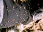 Волгодонск атаковало аномально большое количество комаров и мошек