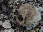 Человеческий череп нашли возле Яхт-клуба в Волгодонске