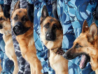 В Волгодонске жизнь полицейских собак станет комфортнее 