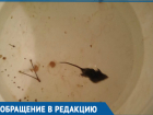 Мыши атаковали квартиру на 10-м этаже в Волгодонске 