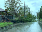Деревья вырывает с корнями: накрывший Волгодонск ураган продолжает бушевать