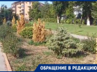 После гибели туй на БВП волгодончанка предложила засадить весь город кактусами