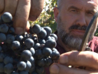 Возрождение казачьего виноделия - кто им занимается? - выяснил Олег Пахолков