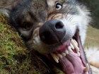 В Волгодонском районе признан безопасным хутор, где мужчина задушил бешеного волка