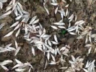 Массовый замор рыбы на Дону в Волгодонске сняли на видео