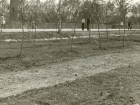 Волгодонск прежде и теперь: молодые деревца на Морской