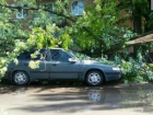В Волгодонске ветер повалил деревья на автомобили