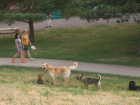Волгодонцев убедительно просят не выгуливать собак на территории парка Победы