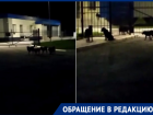 «Мы боимся идти домой»: стая бездомных собак держит в страхе жителей новой части Волгодонска