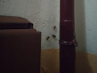 В Волгодонске тараканы из-за высокой жары стали активно мигрировать в квартиры