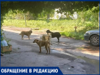 «Пять громадных голодных собак бросаются на людей»: жительница Волгодонска о ситуации на улице Ленина 