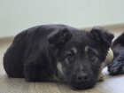 Овчароподобный щенок по кличке Зевс ищет дом в Волгодонске