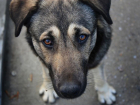 За жестокое убийство и расчленение бездомной собаки на мужчину завели уголовное дело в Волгодонске