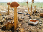 Удивительный длинный гриб из мелового периода растет рядом с Цимлянском