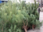 Городские власти рассказали, где в Волгодонске можно продавать елки