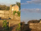 Нашествие саранчи в Волгодонском районе: полчища насекомых уничтожают растительность