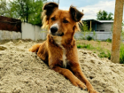 В Волгодонске собака сама нашла Центр временной передержки животных и осталась там жить