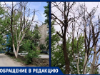 «Все в крестах»: сухое разлапистое дерево угрожает прохожим