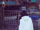Разгуливающий за хилым забором тигр шокировал волгодонцев