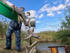 Миллион рыб-камышеедов выпустили атомщики в Цимлянское море