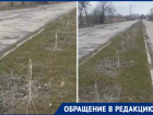 Вандалы сломали свежепосаженные тополя на Весенней в Волгодонске 