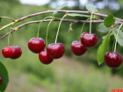   8 лучших сортов вишни для ваших участков
