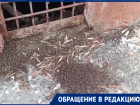 «Весна еще не пришла, а комары уже готовы»: жительница дома на Ленина просит помощи в борьбе с полчищами насекомых
