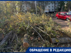 «Лежат уже неделю»: волгодонцы просят убрать спиленные деревья у «Университи»