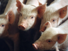 Под Волгодонском зафиксировали очаг африканской чумы свиней 
