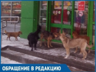 Лакомящаяся костями стая диких собак заблокировала выход из «Пятёрочки» в Волгодонске