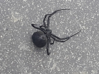 Чем опасны черные и ядовитые пауки-каракурты с голубой кровью