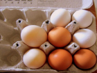 Более 300 грубо нарушающих ветеринарное законодательство яиц конфисковали в гимназии «Шанс» 