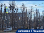 Сверху каркнули, снизу промолчали: пернатые и волгодонцы ищут пути взаимопонимания