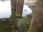 Похолодание может убить сине-зеленые водоросли и спасти рыбу от мора в оросительном канале Волгодонска