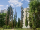Число выявленных засохших деревьев в Волгодонске сократилось на треть