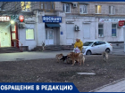 «Эти собаки постоянно нападают на прохожих»: пенсионерка прикормила стаю собак на остановке «Площадь Победы»