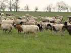 Пять лет тюрьмы за кражу восьми овец грозит 28-летнему жителю Дубовского района 