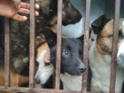 11 собак приговорили к пожизненному заключению в Волгодонске